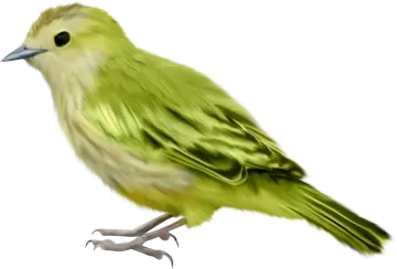 a green bird sitting on a white surface