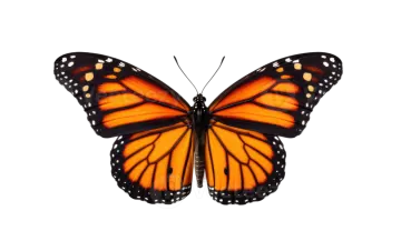 a monarch butterfly on a white background