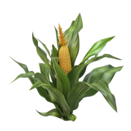 a bunch of corn on a white background