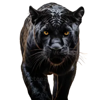 a black panther walking towards the camera