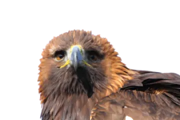 a close up of a bird on a white background