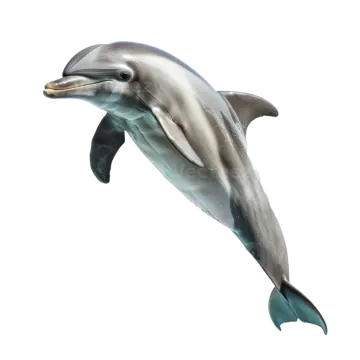 a dolphin jumping in the air on a white background