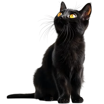 a black cat with yellow eyes