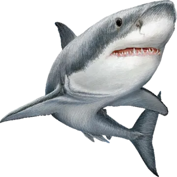 a drawing of a great white shark