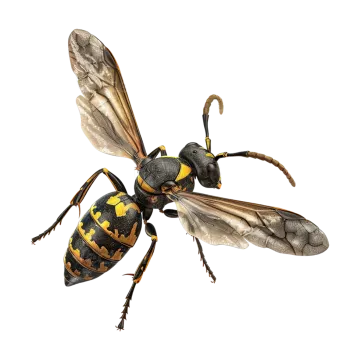 3d digital render of a wasp isolated on a white background