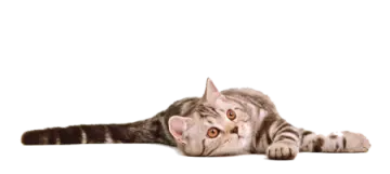 a cat is laying down on the floor