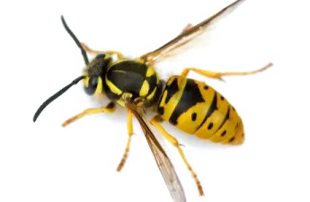 a yellow and black wasp on a white background