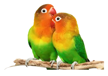 two colorful birds sitting on a branch