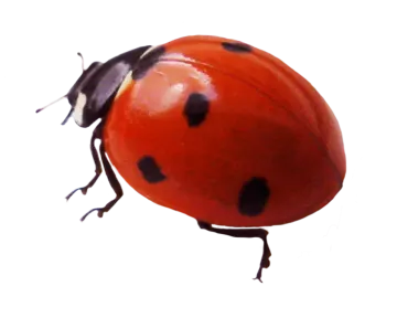 a ladybird beetle on a white background