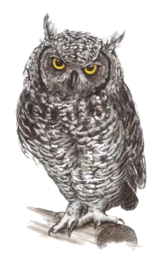 a drawing of an owl with yellow eyes