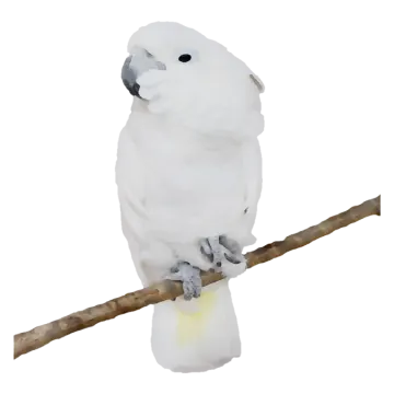 a white bird sitting on top of a branch