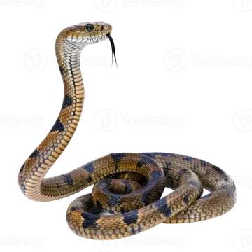 a snake on a white background