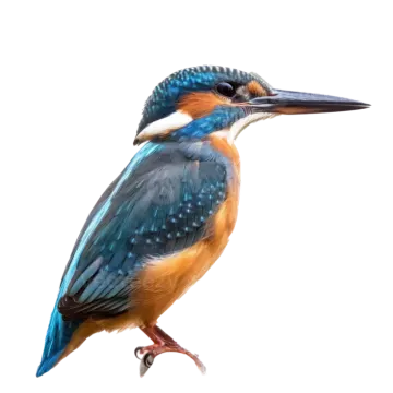 a blue and orange bird sitting on top of a branch