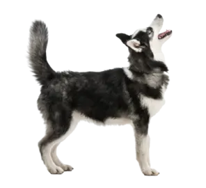a black and white dog standing on a white background