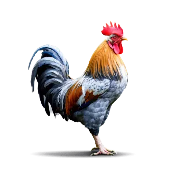 a rooster standing on top of a white surface