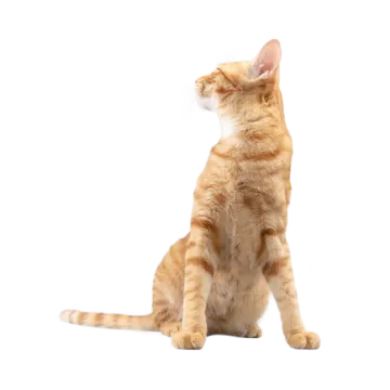 a cat sitting on its hind looking up