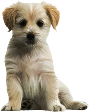 a small brown and white dog sitting down