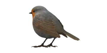 a bird standing on top of a white surface