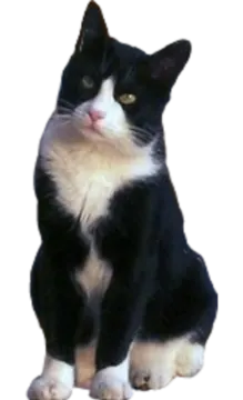 a black and white cat sitting on the ground