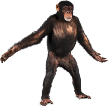 a monkey standing up with its arms spread