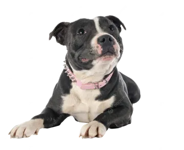 a black and white dog with a pink collar
