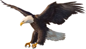 an eagle flying with its wings spread