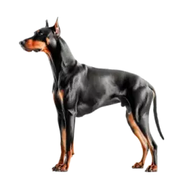a black and brown dog standing on a white background