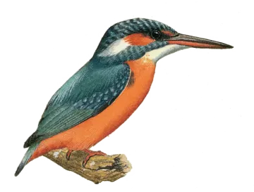 a bird sitting on top of a tree branch