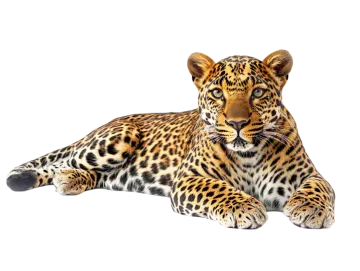 a leopard laying down on the ground