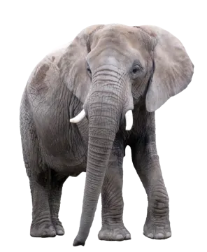 an elephant standing in front of a white background