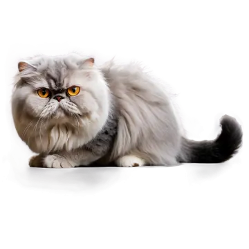 a fluffy gray cat sitting on a white surface