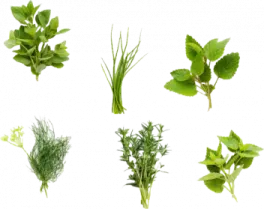herbs on a white background