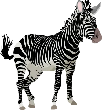 a zebra standing on a white background