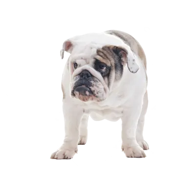 a small white and brown dog standing on a white surface