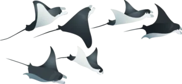 a group of stings flying in the air
