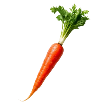 a single carrot on a white background