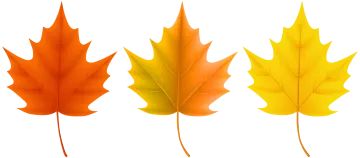 four different colored maple leaves