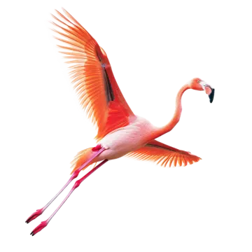 a pink flaming flying in the air