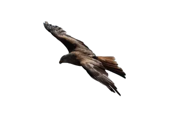 a bird flying through the air on a white background