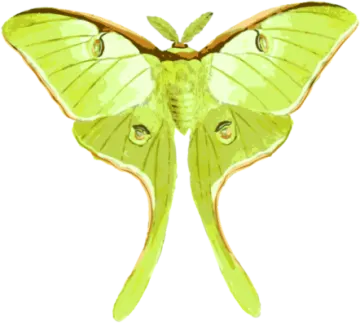 a green moth on a white background