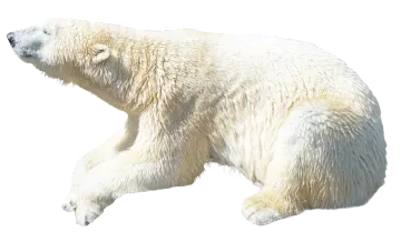 a polar bear is walking in the snow