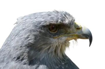 a close up view of a bird's head