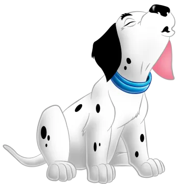 a black and white dog with a blue collar