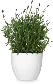 a plant in a white pot with purple flowers