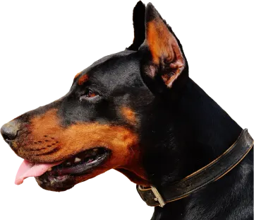 a close up of a dog with its tongue out
