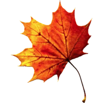 an orange maple leaf on a white background