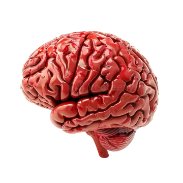 a red human brain on a white background