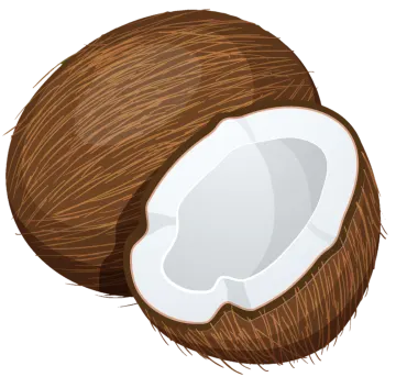a coconut on a white background