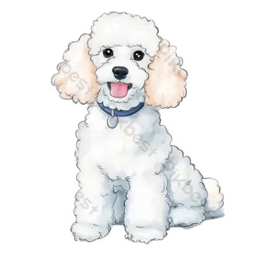 a watercolor drawing of a white poodle dog