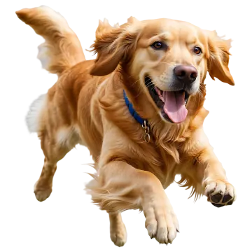 a dog is jumping in the air with its tongue out